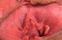 Pussy My Gape Premium Account s1